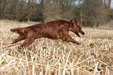 SETTER IRLANDAIS 351